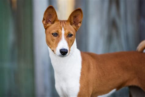 large dogs with pointy ears|dog breeds with upright ears.